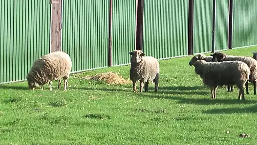 deutschland seks için çıldırıyor!!!